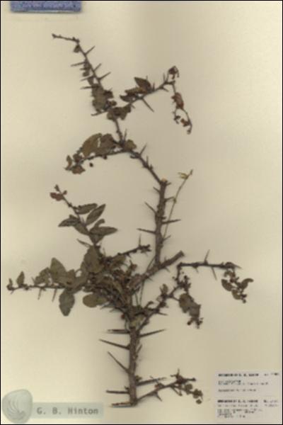 URN_catalog_HBHinton_herbarium_21550.jpg.jpg