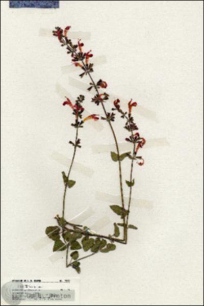 URN_catalog_HBHinton_herbarium_19967.jpg.jpg