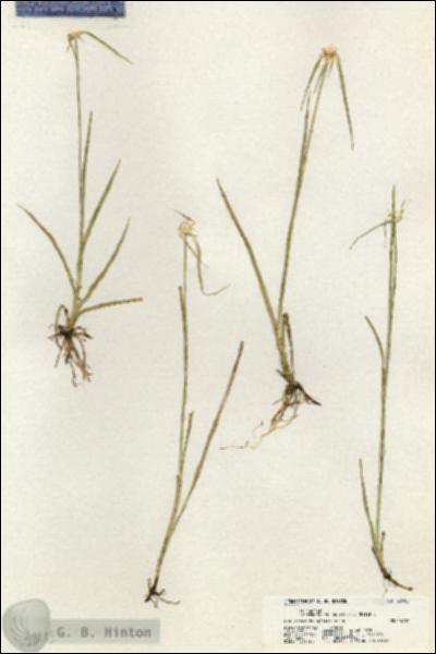 URN_catalog_HBHinton_herbarium_20405.jpg.jpg