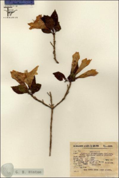 URN_catalog_HBHinton_herbarium_7876.jpg.jpg