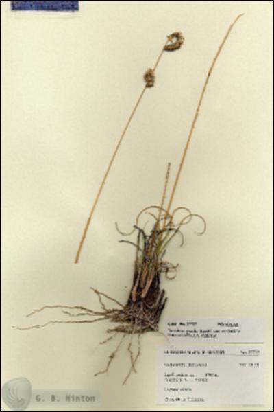 URN_catalog_HBHinton_herbarium_27727.jpg.jpg