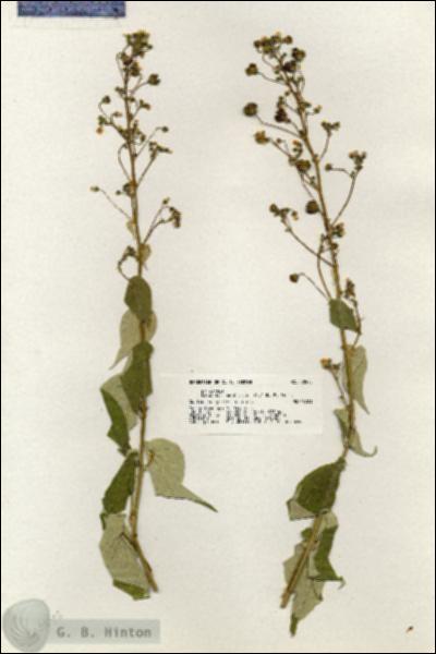 URN_catalog_HBHinton_herbarium_20575.jpg.jpg