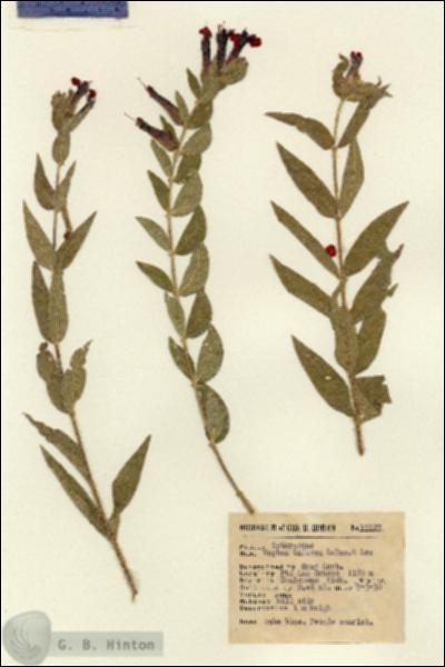 URN_catalog_HBHinton_herbarium_12127.jpg.jpg