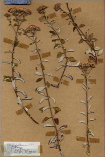 URN_catalog_HBHinton_herbarium_18592.jpg.jpg