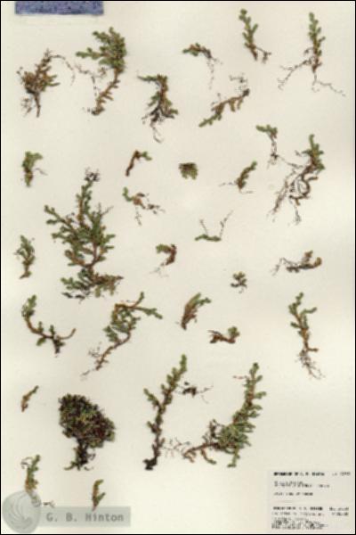 URN_catalog_HBHinton_herbarium_24553.jpg.jpg