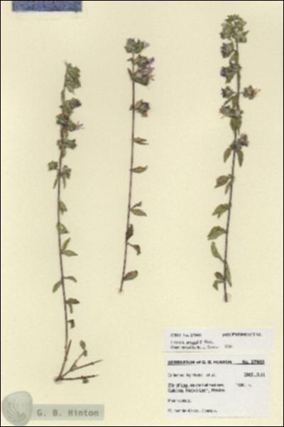 URN_catalog_HBHinton_herbarium_27909.jpg.jpg