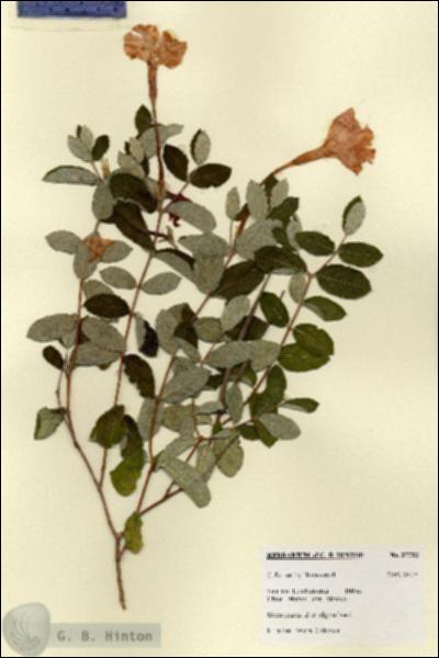 URN_catalog_HBHinton_herbarium_27753.jpg.jpg