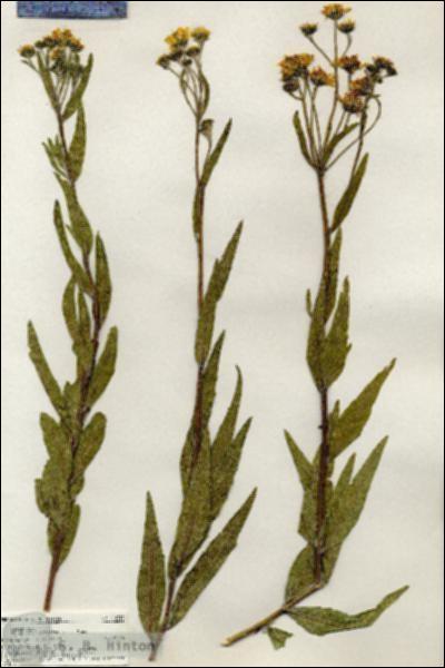 URN_catalog_HBHinton_herbarium_20319.jpg.jpg