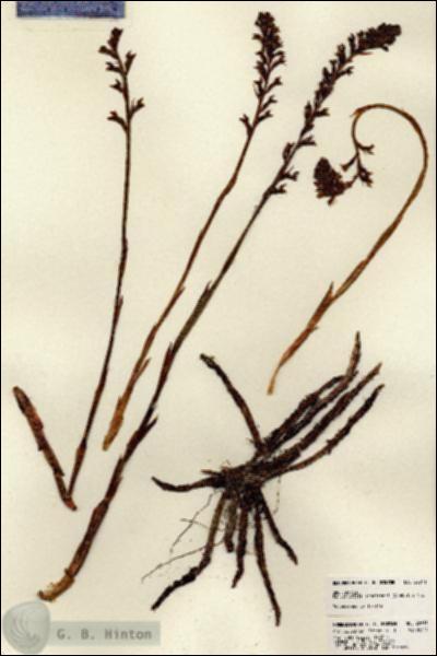 URN_catalog_HBHinton_herbarium_22811.jpg.jpg