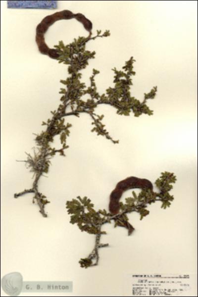 URN_catalog_HBHinton_herbarium_22175.jpg.jpg