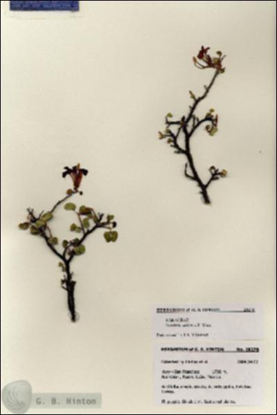 URN_catalog_HBHinton_herbarium_28278.jpg.jpg