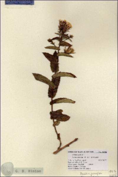 URN_catalog_HBHinton_herbarium_14912.jpg.jpg
