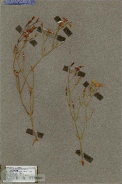 URN_catalog_HBHinton_herbarium_18607.jpg.jpg