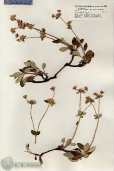 URN_catalog_HBHinton_herbarium_20437.jpg.jpg