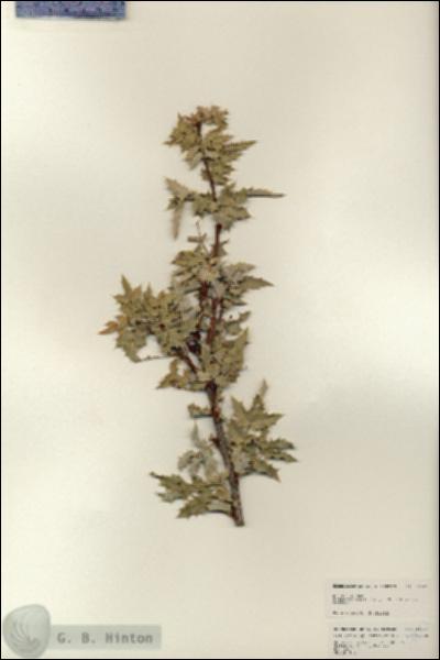 URN_catalog_HBHinton_herbarium_24833.jpg.jpg