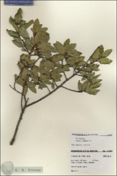 URN_catalog_HBHinton_herbarium_27969.jpg.jpg