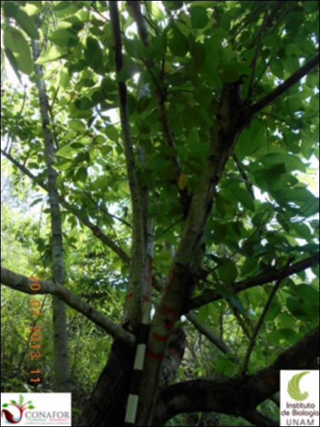 77163_S1_ARC_20130719_001_001.jpg.jpg