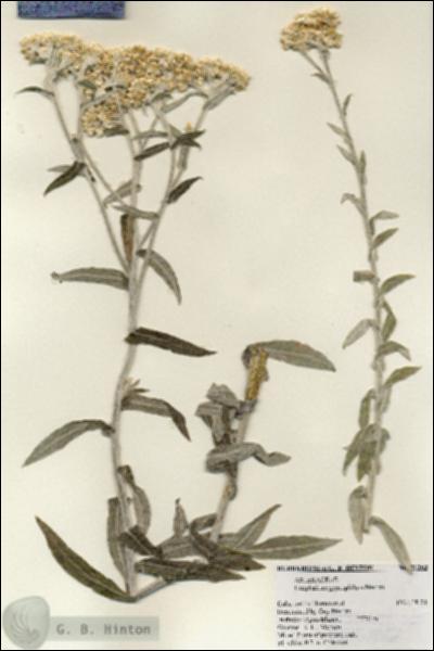 URN_catalog_HBHinton_herbarium_21263.jpg.jpg