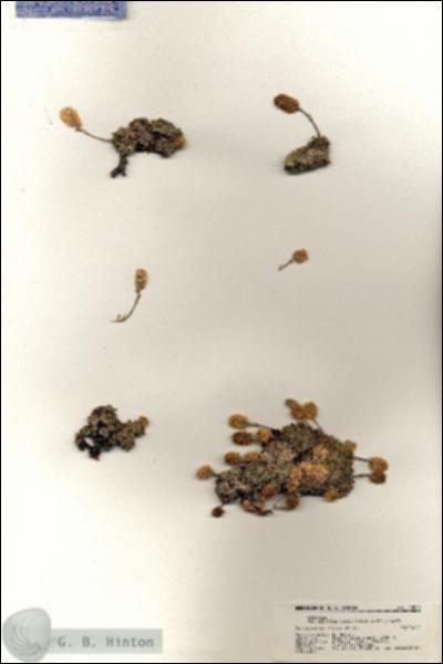 URN_catalog_HBHinton_herbarium_20500.jpg.jpg