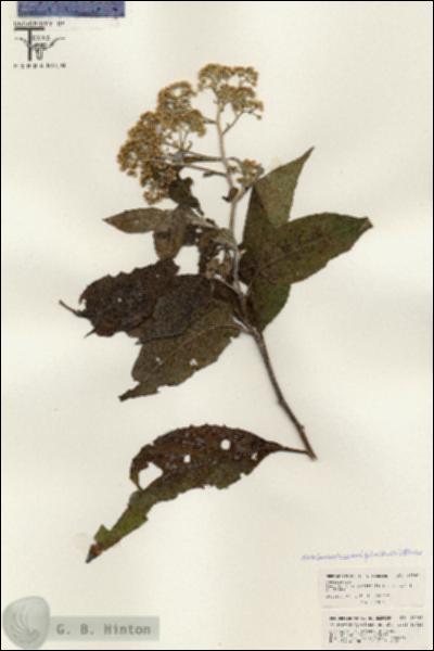 URN_catalog_HBHinton_herbarium_26365.jpg.jpg