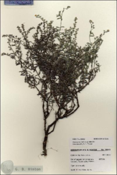 URN_catalog_HBHinton_herbarium_28012.jpg.jpg