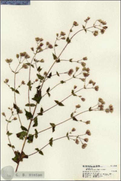 URN_catalog_HBHinton_herbarium_21682.jpg.jpg