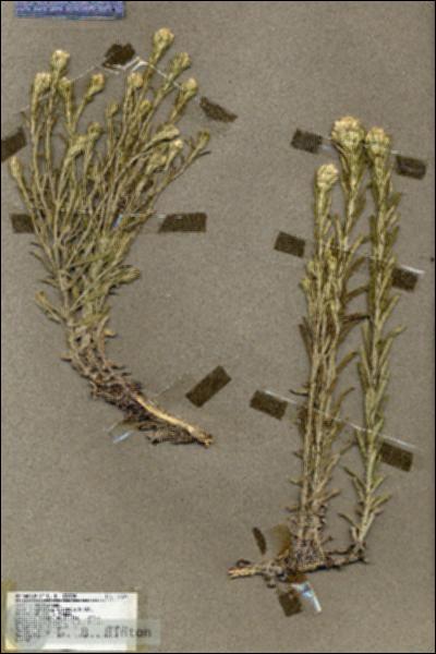 URN_catalog_HBHinton_herbarium_19522.jpg.jpg