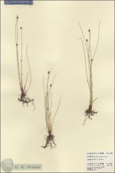 URN_catalog_HBHinton_herbarium_21881.jpg.jpg