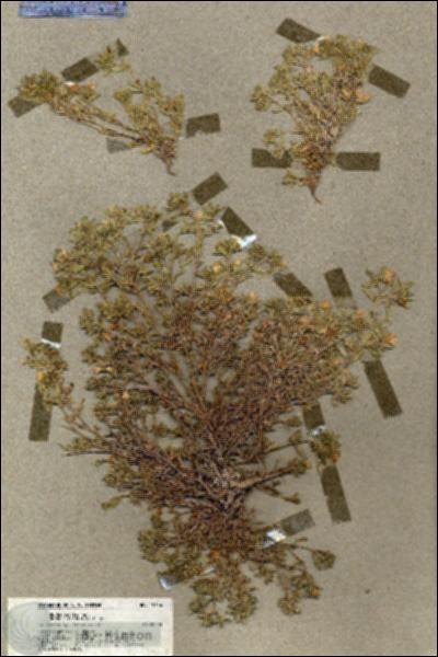 URN_catalog_HBHinton_herbarium_19636.jpg.jpg