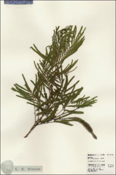 URN_catalog_HBHinton_herbarium_24430.jpg.jpg