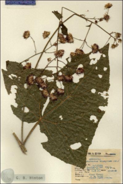 URN_catalog_HBHinton_herbarium_14634.jpg.jpg