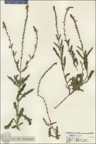 URN_catalog_HBHinton_herbarium_21163.jpg.jpg