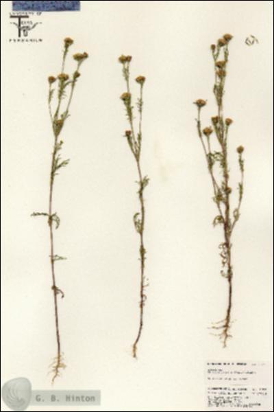 URN_catalog_HBHinton_herbarium_25575.jpg.jpg