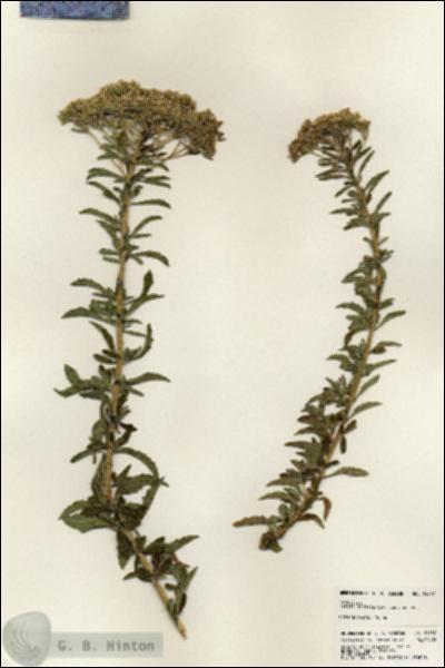 URN_catalog_HBHinton_herbarium_24537.jpg.jpg