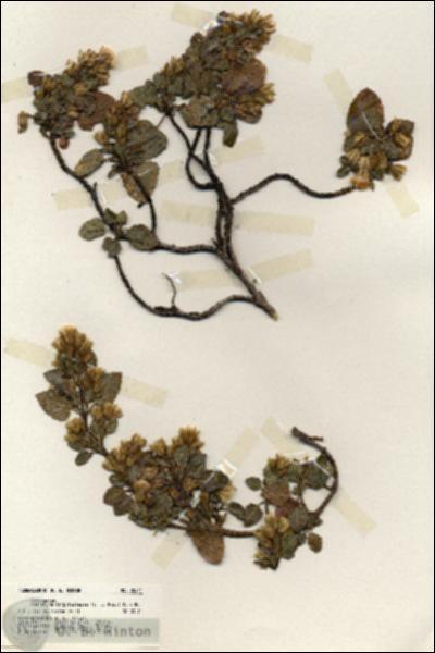 URN_catalog_HBHinton_herbarium_20214.jpg.jpg