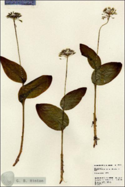 URN_catalog_HBHinton_herbarium_23219.jpg.jpg