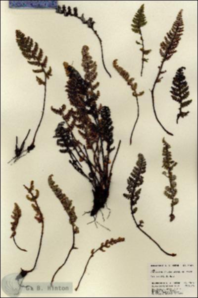 URN_catalog_HBHinton_herbarium_22608.jpg.jpg