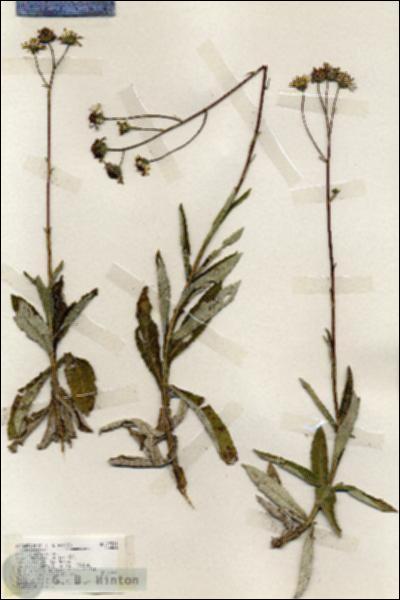URN_catalog_HBHinton_herbarium_19201.jpg.jpg