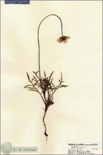 URN_catalog_HBHinton_herbarium_22224.jpg.jpg