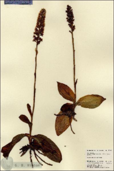 URN_catalog_HBHinton_herbarium_22469.jpg.jpg
