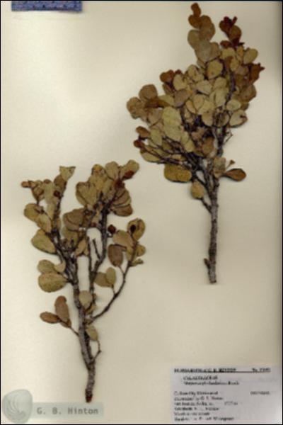 URN_catalog_HBHinton_herbarium_27052.jpg.jpg