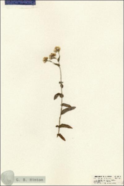 URN_catalog_HBHinton_herbarium_23948.jpg.jpg