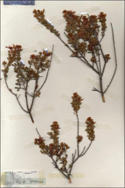 URN_catalog_HBHinton_herbarium_19283.jpg.jpg