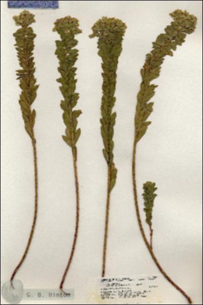 URN_catalog_HBHinton_herbarium_20987.jpg.jpg