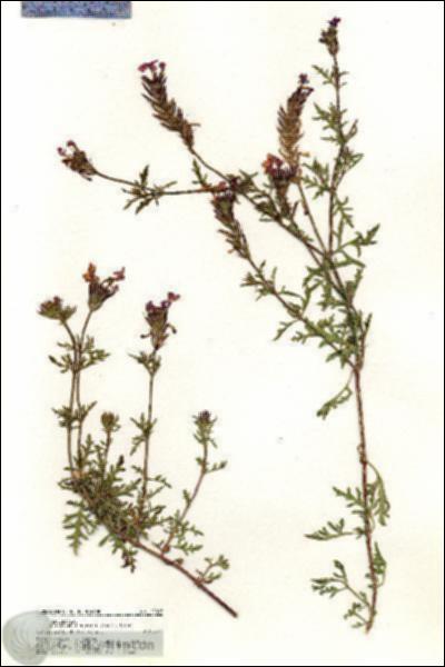 URN_catalog_HBHinton_herbarium_21007.jpg.jpg