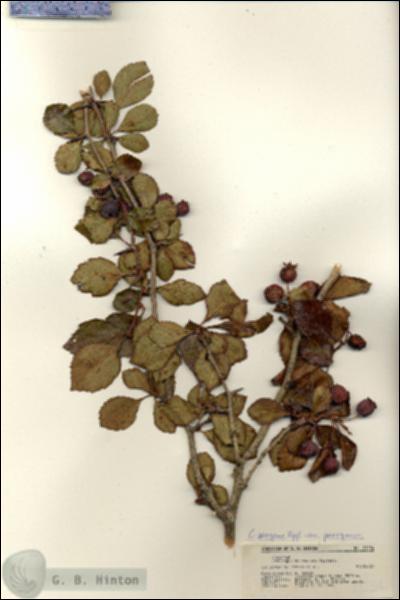 URN_catalog_HBHinton_herbarium_21254.jpg.jpg