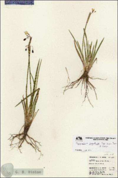 URN_catalog_HBHinton_herbarium_22954.jpg.jpg