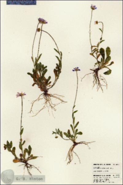 URN_catalog_HBHinton_herbarium_22953.jpg.jpg