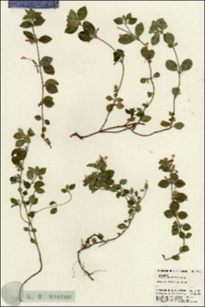 URN_catalog_HBHinton_herbarium_21287.jpg.jpg