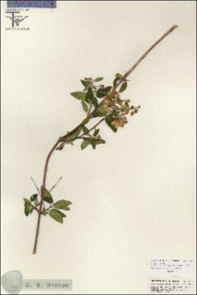 URN_catalog_HBHinton_herbarium_25633.jpg.jpg